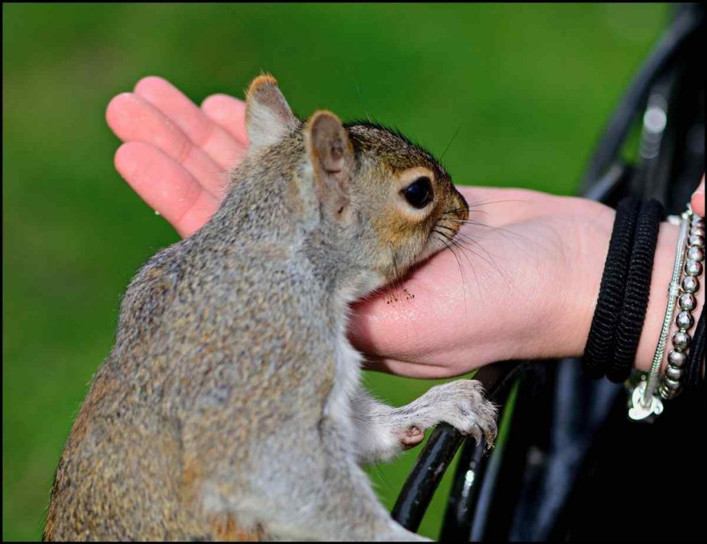 feeding squirrel while camping