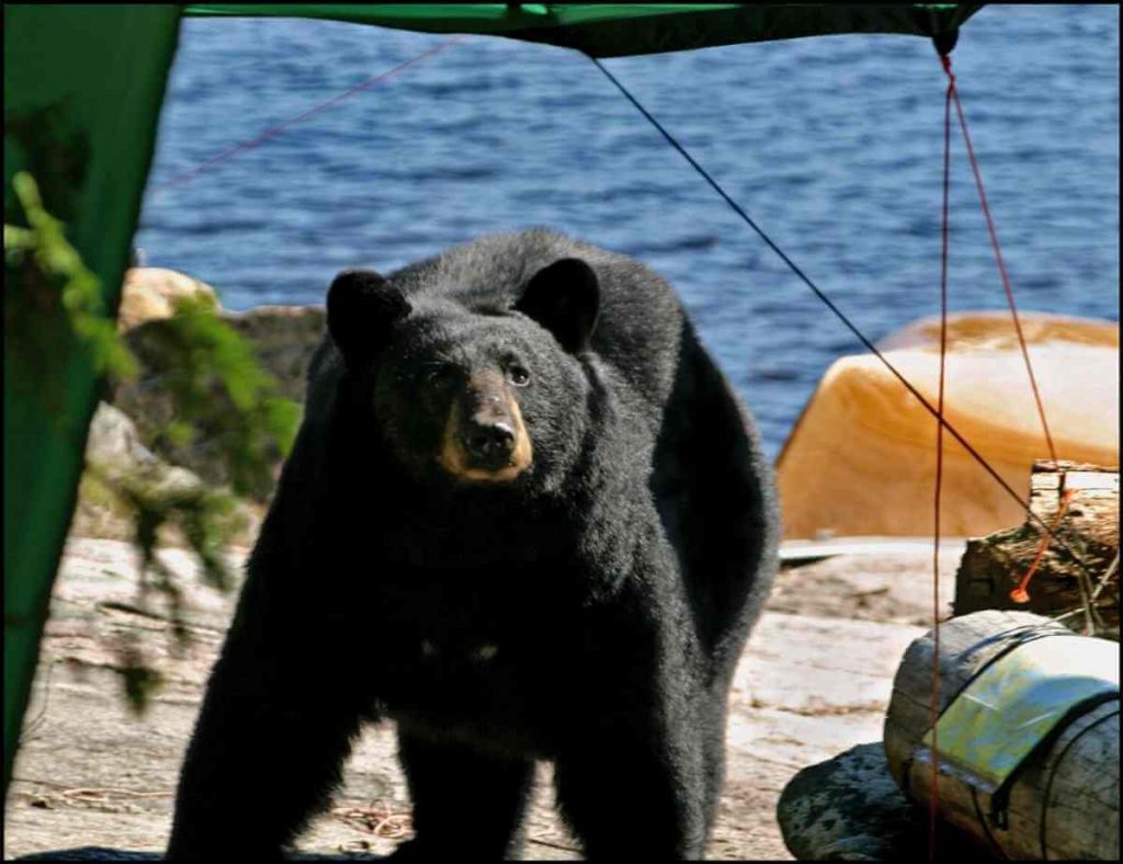 bear sighting at campground